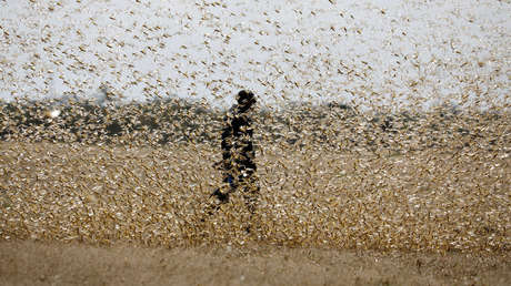 Por "aterradora y dramática" que sea, la plaga de langostas en África Oriental nos trae "un mensaje más profundo", según un experto