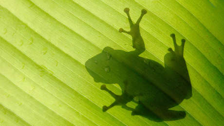 Reino Unido: Hallan entre bananas una rana colombiana que sobrevivió a un viaje de 8.000 kilómetros