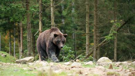 VIDEO: Una mujer se acerca a un oso salvaje para hacerse una 'selfi' (pero no salió como esperaba)