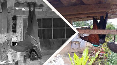 La foto del murciélago "de tamaño humano" que circula por la Red es real... pero tiene truco