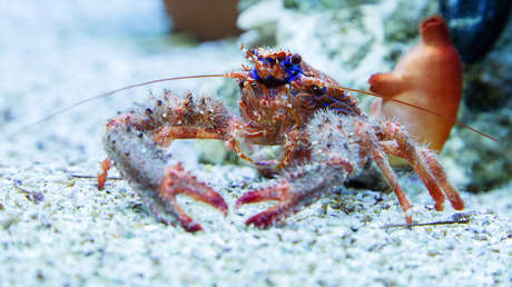 Langostas, mandriles y hormigas utilizan el distanciamiento social para no enfermar