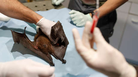El nuevo coronavirus sería 1.000 veces más eficaz para infectar humanos que su pariente más cercano encontrado en murciélagos