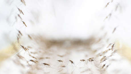 Una mujer llena un cubo entero con los mosquitos atrapados en su jardín en 10 días (FOTO)