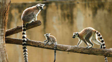 El lémur, la ballena y el hámster se encuentran al borde de la extinción