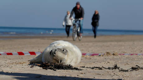 Kazajistán: Bañistas golpean con palos a una foca para que sus niños puedan tomarse fotos con ella (VIDEO)