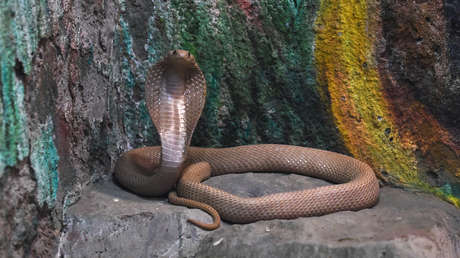 VIDEO: Una cobra regurgita 7 huevos de gallina tras ser atrapada en una casa en la India