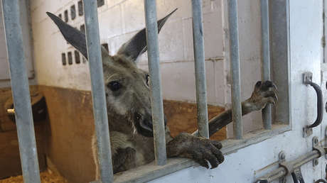 VIDEO: Un canguro escapa de casa a las calles y ahora su dueño enfrenta cargos