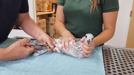 Reino Unido: Rescatan a una gaviota con una mascarilla enredada en las patas que le impedía volar (VIDEO)