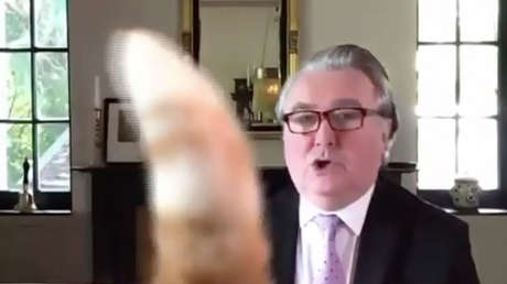 VIDEO: Un gato mete la pata durante una transmisión en vivo de su dueño parlamentario pero airea su postura con un buen movimiento de cola