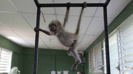 Monos araña usan la inteligencia colectiva a manera de computadora