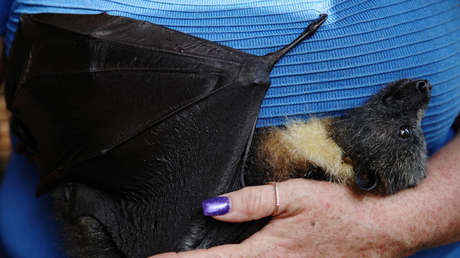 Expertos calculan que prevenir la próxima pandemia costaría solo el 2 % del impacto económico del covid-19