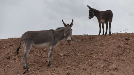 Burros, los principales 'sospechosos' del accidente de un avión de la ONU en Somalia la semana pasada