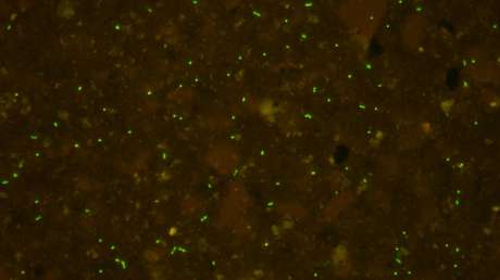 Hallan y 'despiertan' bacterias en sedimentos de más de 100 millones de años