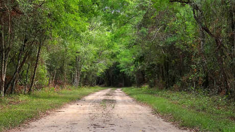 Argentina perdió 6,5 millones de hectáreas de bosques nativos en 20 años