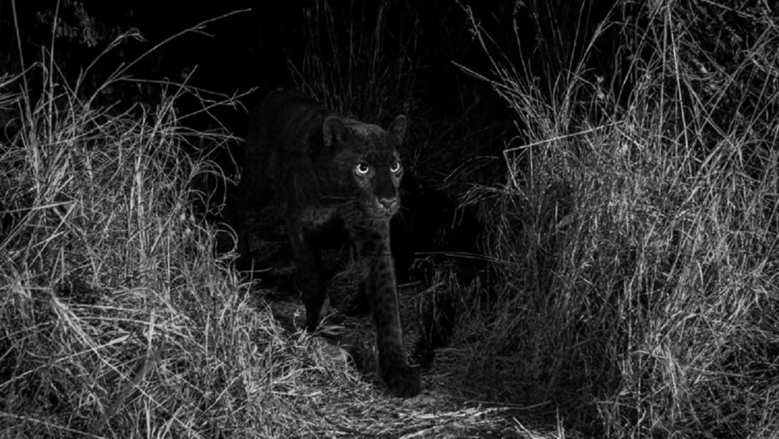 FOTO: Capta a un leopardo negro extremadamente raro a solo 6 metros de distancia durante su primer safari