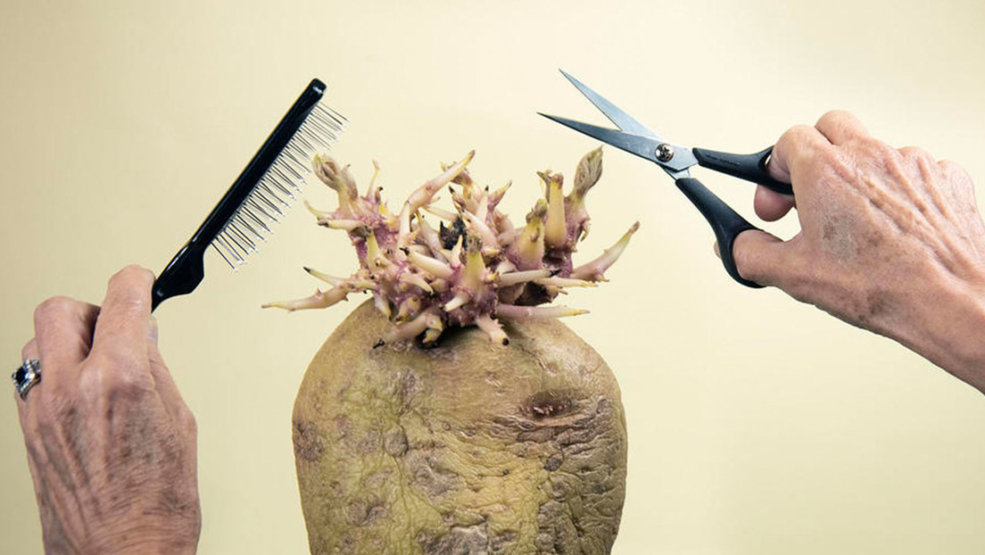 FOTOS: Se otorga el primer premio a la fotografía de patatas (y gana una imagen relacionada a la pandemia)
