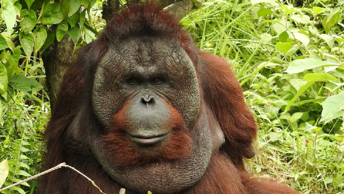 Orangután que perdió ambos brazos tratando de escapar de sus captores aprende a trepar árboles y encontrar comida usando sus patas (VIDEO)