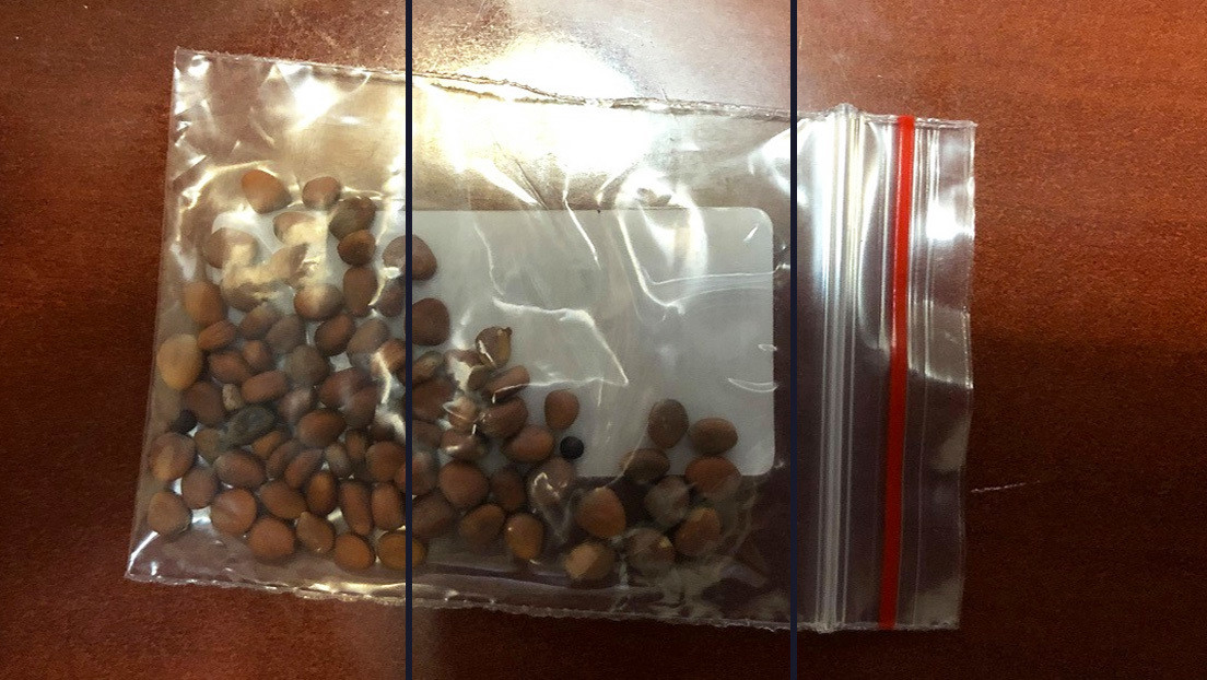El misterio de paquetes con semillas enviados a diferentes países desde China: ¿bioterrorismo o hay una explicación más simple?