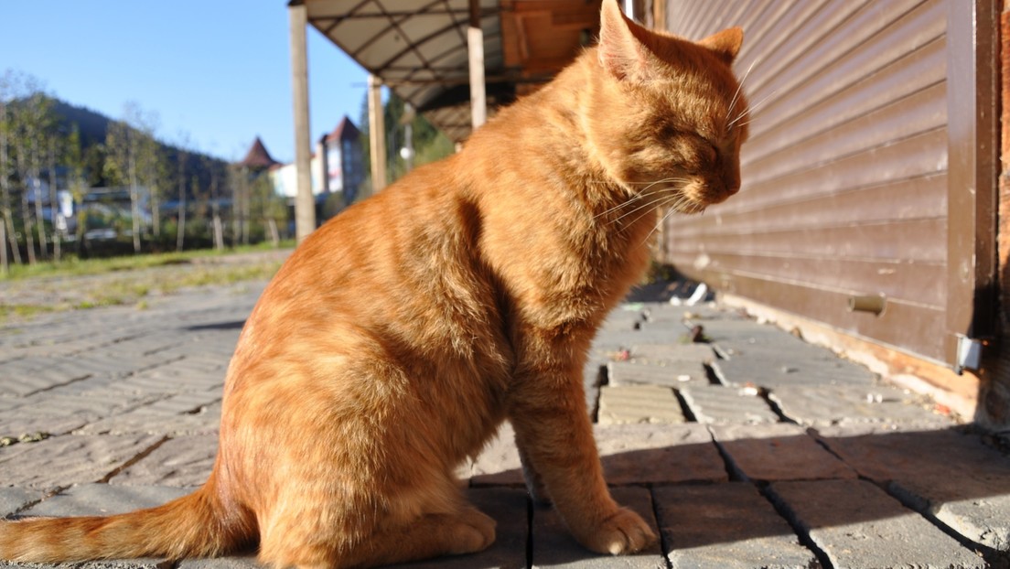 Un gato se escapa de la casa de su nueva familia y recorre 64 kilómetros para volver junto a sus antiguos dueños