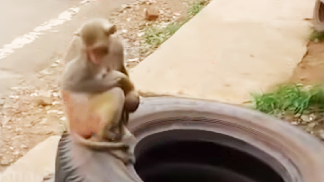VIDEO: Un mono carga durante varios días el cadáver de su cría y causa conmoción en las redes