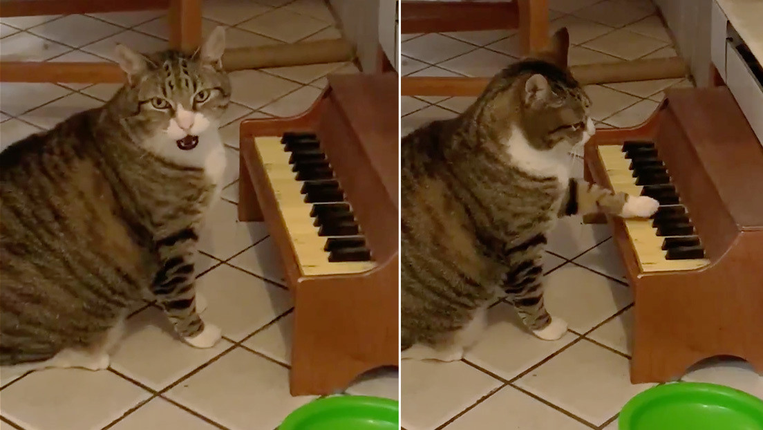 Un gato puesto a dieta toca un minipiano para pedir comida (VIDEO)