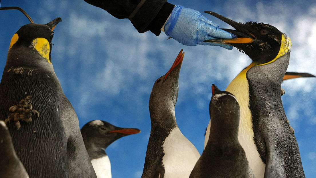 Descubren varias colonias de pingüinos emperador en la Antártida gracias a que satélites captaron sus excrementos