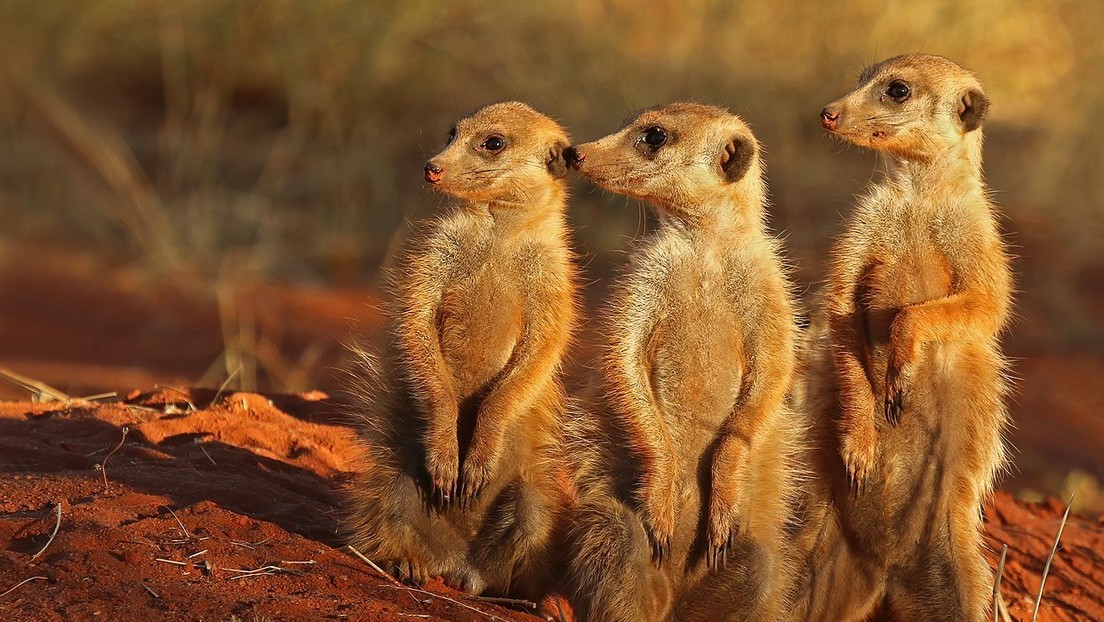 Graban cómo un grupo de suricatas hace una 'danza de guerra' antes de enfrentarse a una cobra