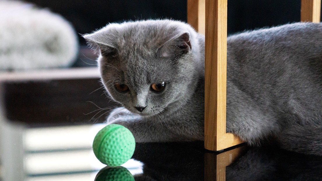 VIDEO: Un gato 'caza' todas las pelotas que le lanza su dueña y se hace viral en la Red