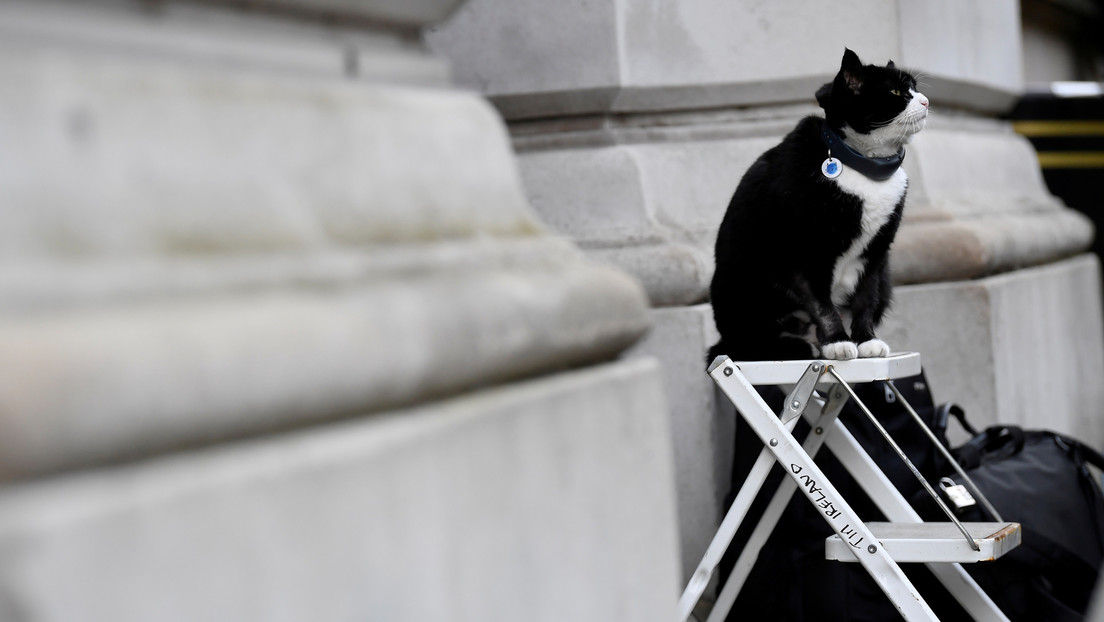 El gato Palmerston, ratonero jefe de la Cancillería británica, 'anuncia' su jubilación