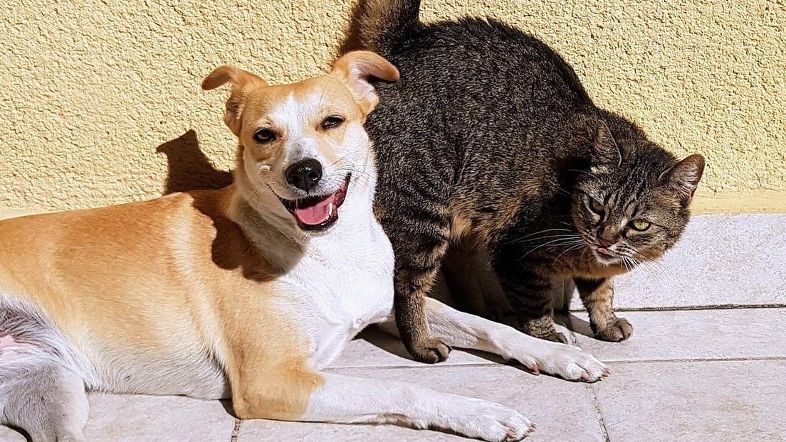 Desmienten el mito sobre la rivalidad innata entre perros y gatos