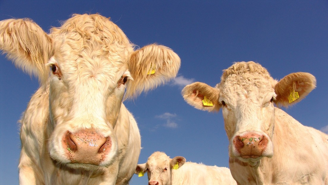 VIDEO: Vacas curiosas se cuelan en un informe meteorológico en vivo