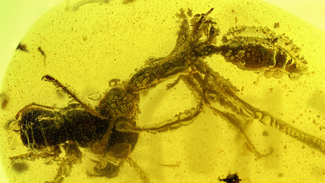 FOTO: Una 'hormiga del infierno' ataca a su víctima de una manera única en un fósil de hace 99 millones de años