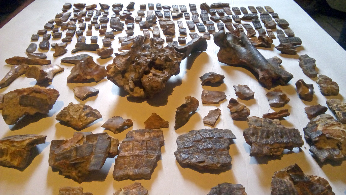 Hallan en Argentina restos fósiles de un armadillo de 700.000 años en el mismo sitio donde ocurrió la histórica 'Batalla de Obligado'