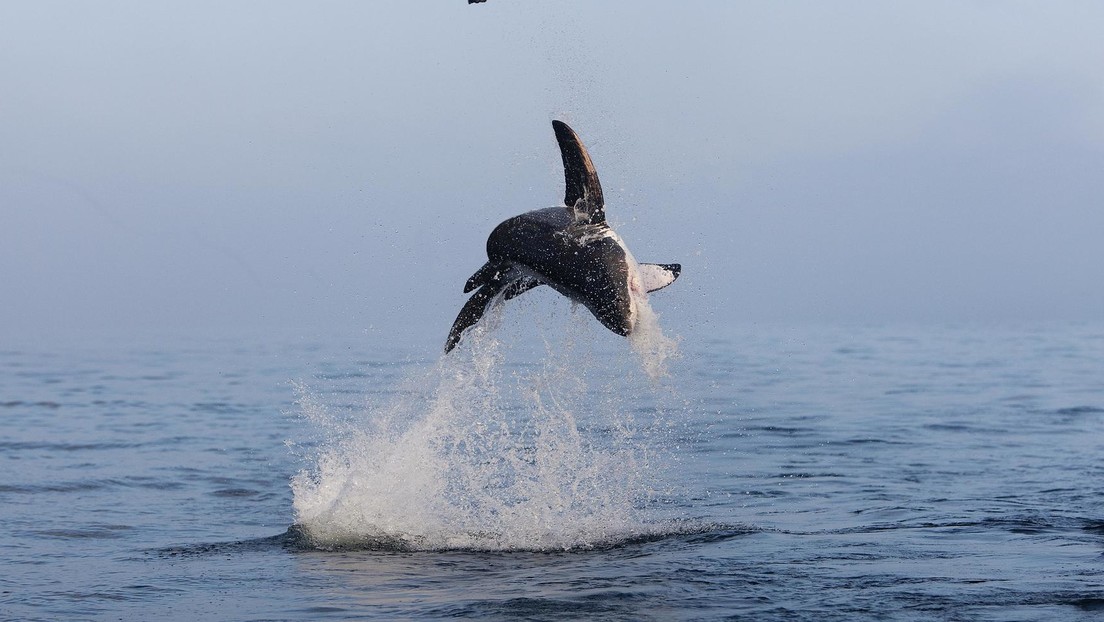FOTO: Un tiburón blanco 'vuela' sobre el agua en un espectacular salto de más de cuatro metros