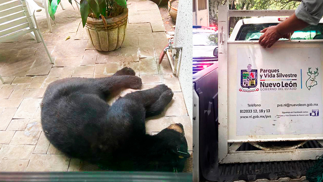 Castran al oso negro que 'abrazó' a una mexicana en un video viral y generan indignación