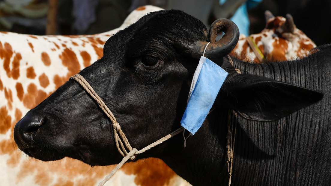 Desarrollan la primera vacuna oral contra el ántrax para animales de ganado y vida silvestre