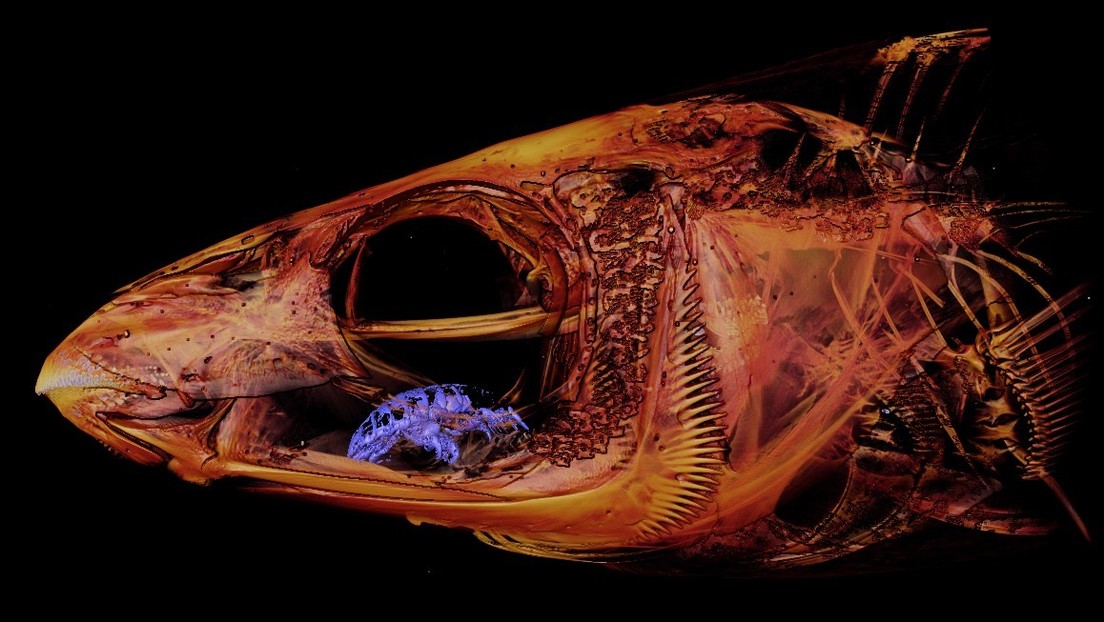 FOTO: Descubren un "horrorífico" parásito que se comió la lengua de un pez y la reemplazó con su cuerpo