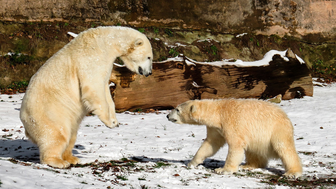 VIDEO: Dos osos polares se enfrentan por un 'botín' que la marea llevó a la orilla de un parque nacional ruso
