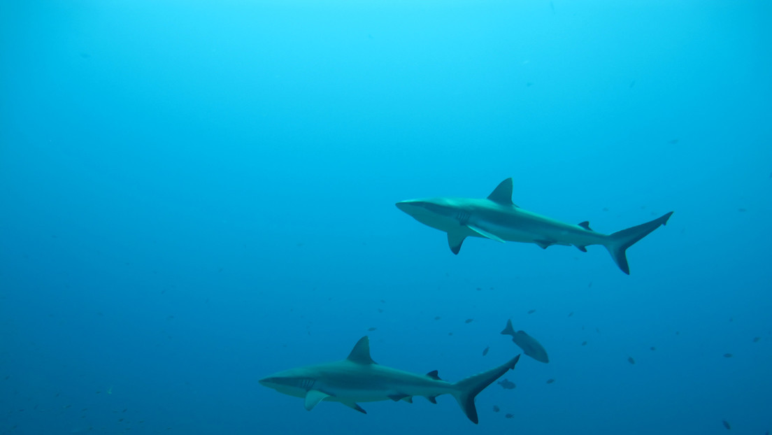Revelan que los tiburones tienen una vida social secreta hasta ahora desconocida