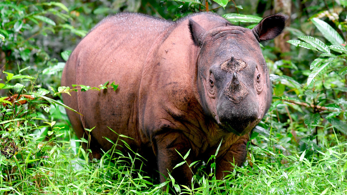 Planean revivir una especie de rinoceronte extinta en Malasia con ayuda de técnicas de clonación