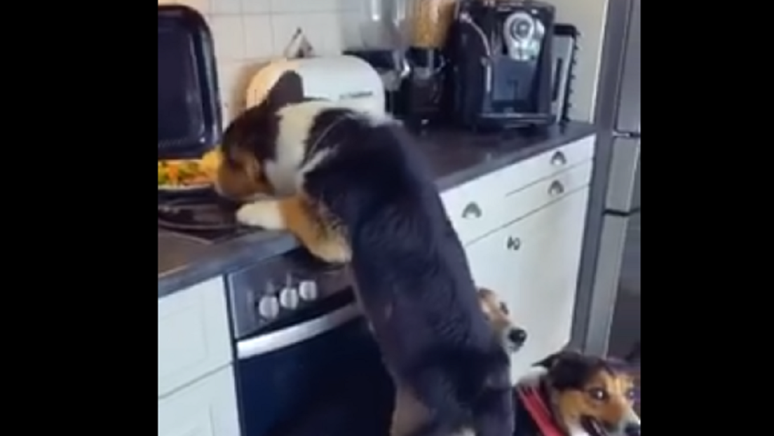 VIDEO: Un grupo de perros trabaja en equipo para robar comida