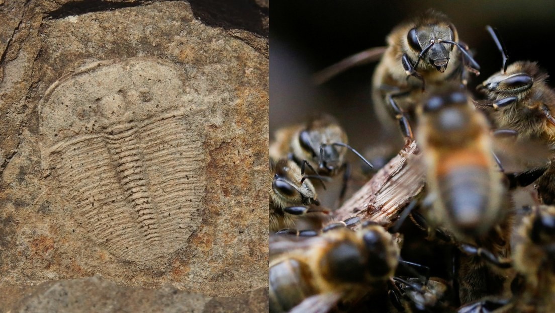 Descubren que una criatura marina de hace más de 400 millones de años tenía los ojos como las abejas modernas