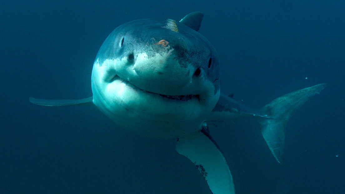VIDEO: Capta de cerca su encuentro con un gran tiburón blanco frente a la costa de Florida