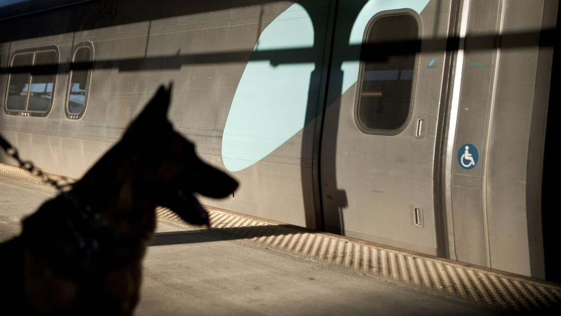 Dubái emplea perros policía para detectar covid-19 con una eficacia del 91 %