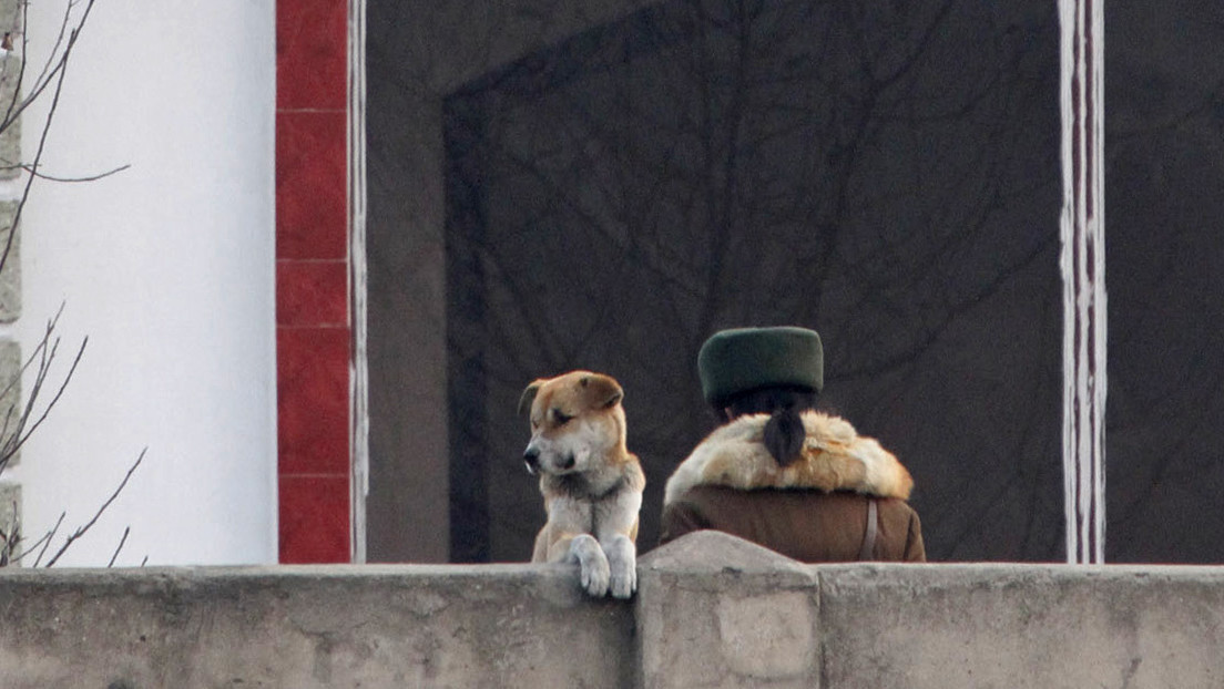 Medio surcoreano: Kim Jong-un prohibió tener perros como mascota en Corea del Norte