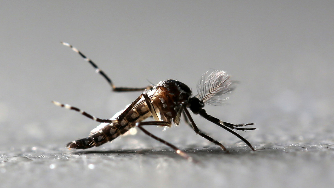 Planean liberar 750 millones de mosquitos modificados genéticamente en los Cayos de Florida