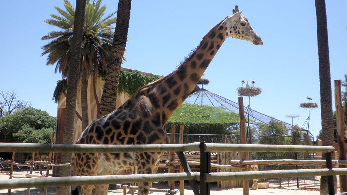 Cierran un zoológico en España tras el positivo al virus del Nilo en un quebrantahuesos y un buitre negro que fallecieron