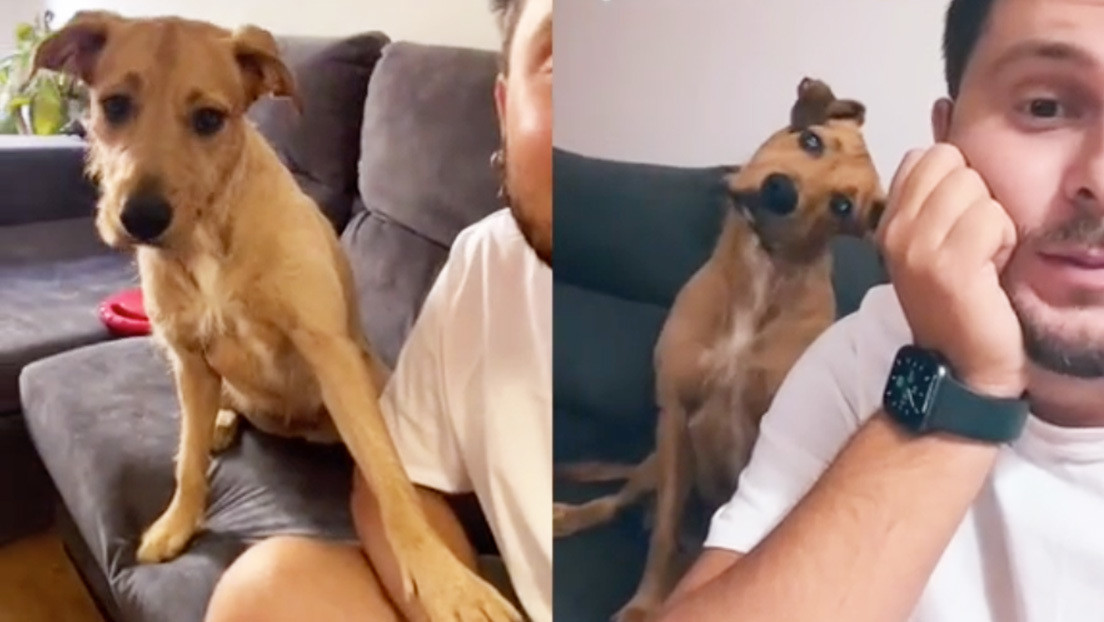 VIDEO: Graba la curiosa reacción de su perrito cuando pronuncia la palabra 'calle' y se viraliza en TikTok