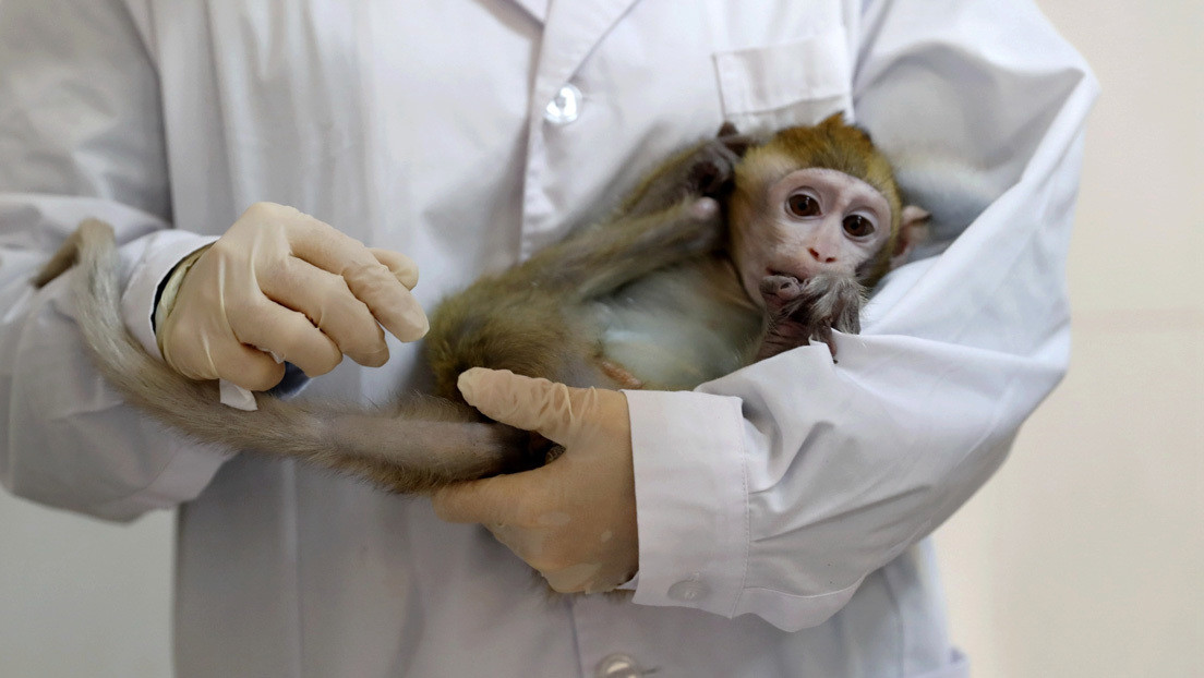 Científicos desconectan por primera vez y temporalmente dos áreas del cerebro en primates