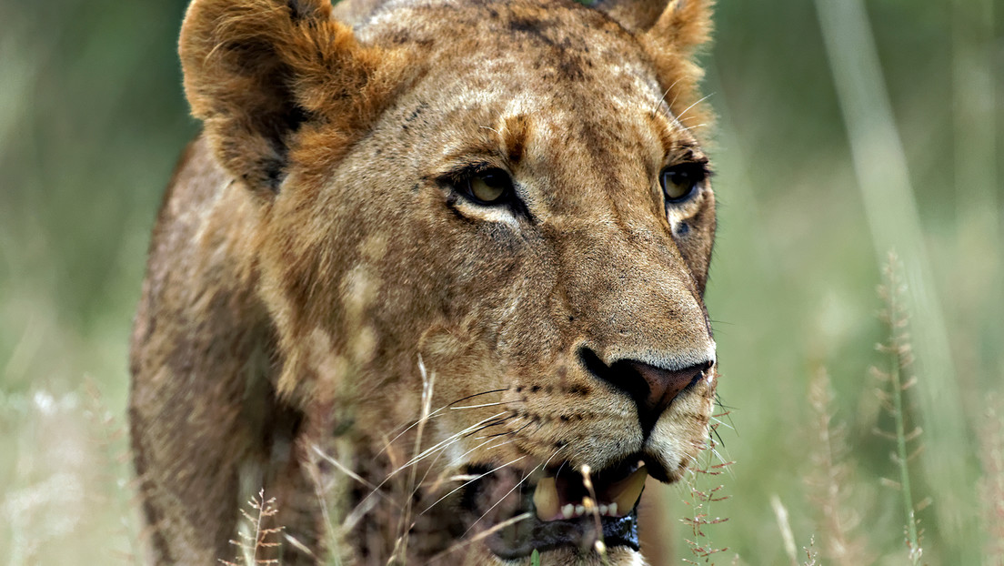 Imagen ilustrativa / Una leona africana